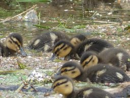 Enten Familie